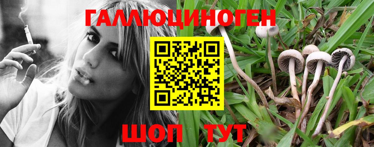 Псилоцибиновые грибы Psilocybe Кандалакша